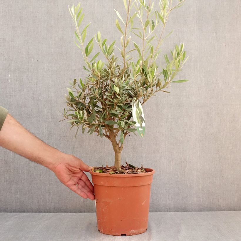 Spécimen de Olivier - Olea europaea Pot de 2L/3L, Buisson, touffe tel que livré en été