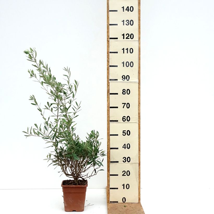 Spécimen de Olivier - Olea europaea Pot de 2L/3L, Buisson tel que livré en automne