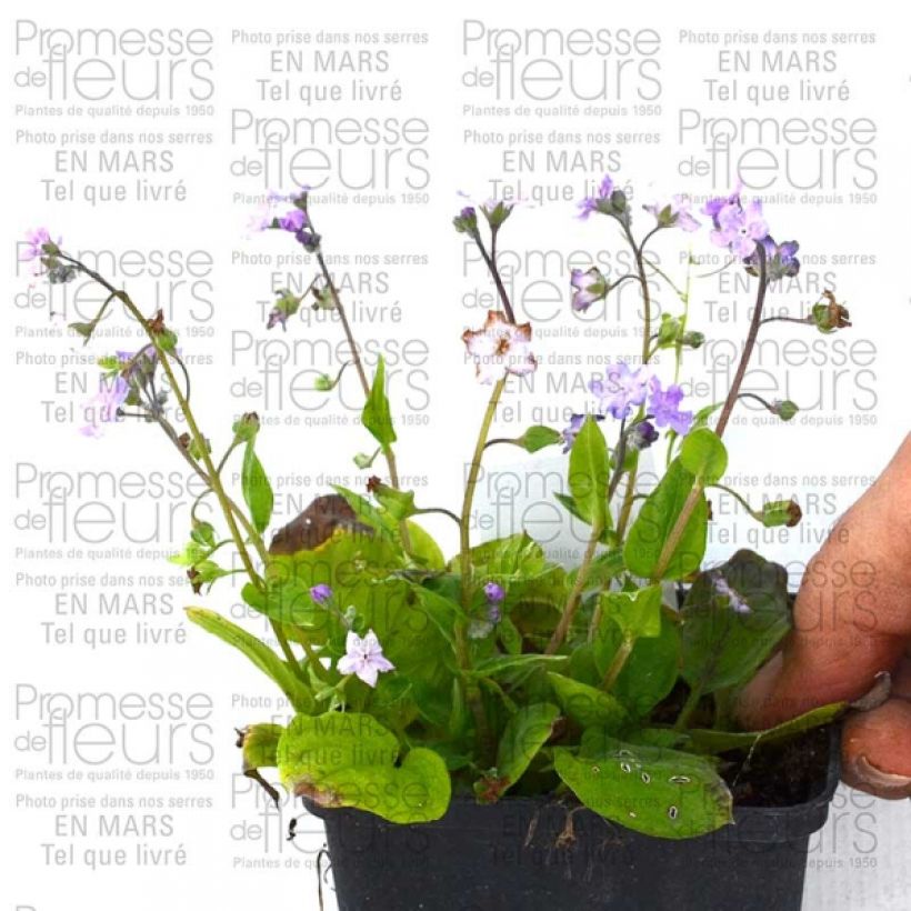 Exemple de spécimen de Omphalodes Cappadocica Lilac Mist Godet de 8/9 cm tel que livré