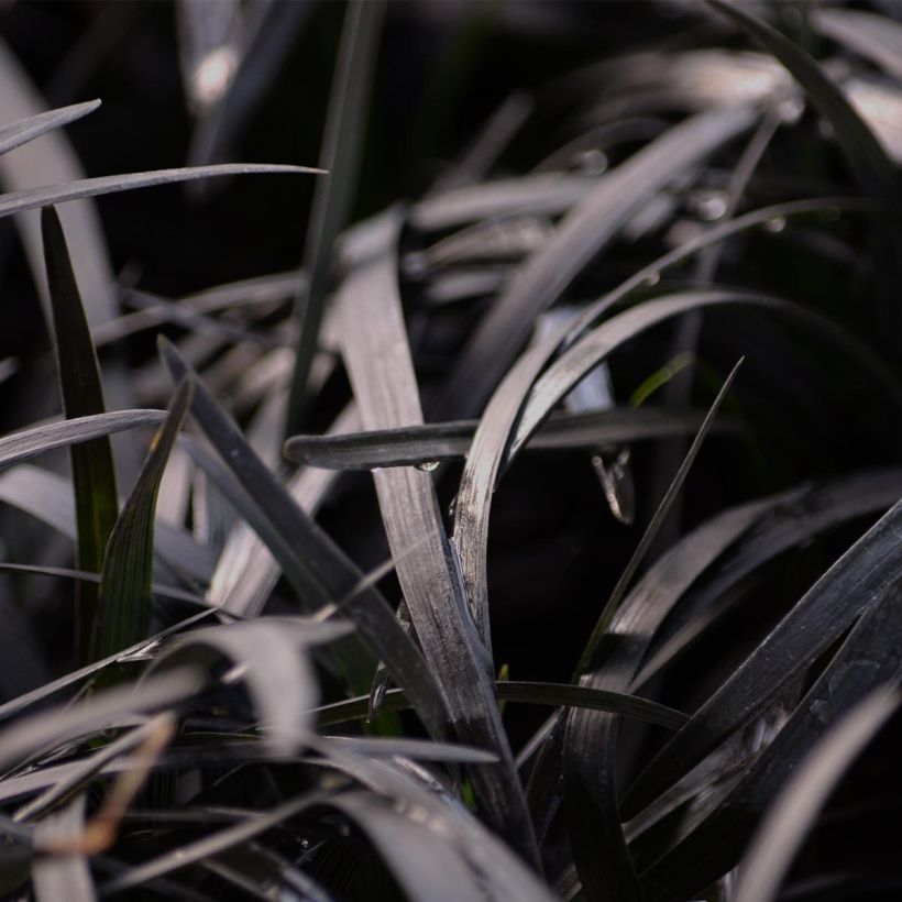 Ophiopogon noir - Ophiopogon planiscapus Nigrescens (Foliage)