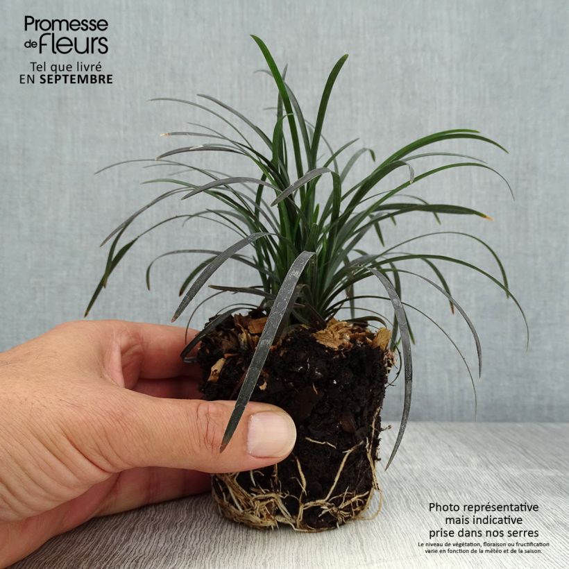 Spécimen de Ophiopogon planiscapus Black Dragon Mini-motte Ø 3/4 cm tel que livré en automne