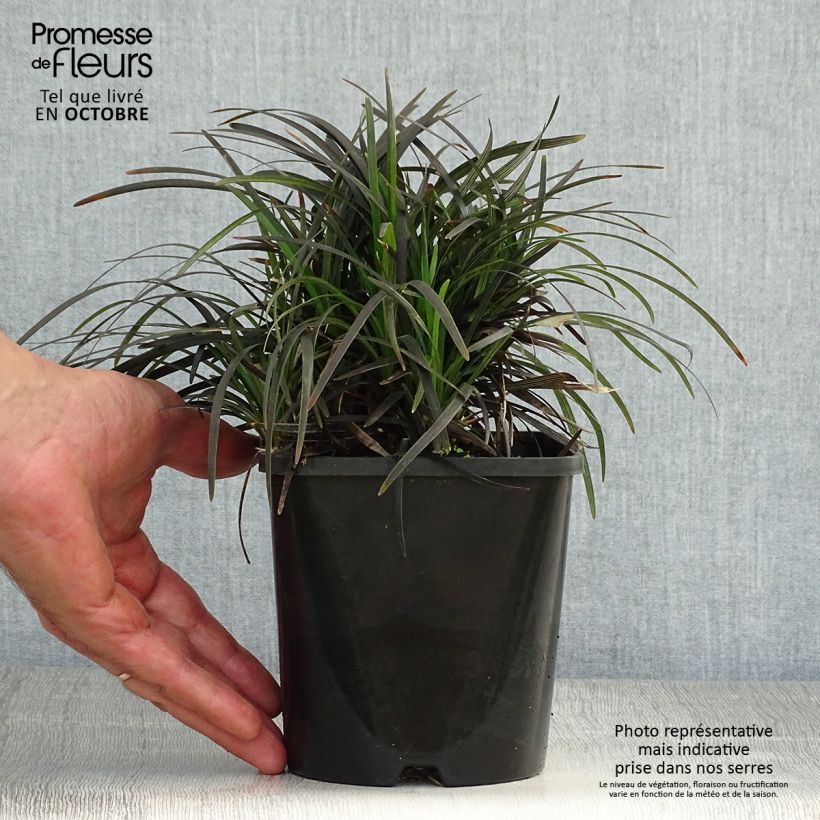 Spécimen de Ophiopogon planiscapus Black Dragon Pot de 1L/1,5L tel que livré en automne