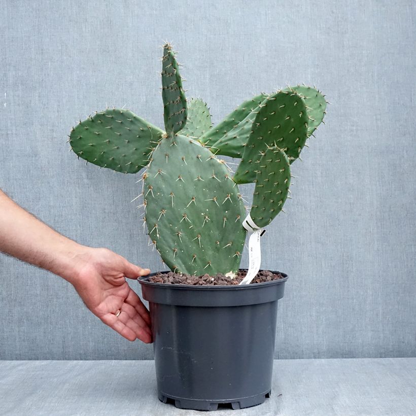 Spécimen de Opuntia Alta - Cactus Pot de 4L/5L tel que livré en été