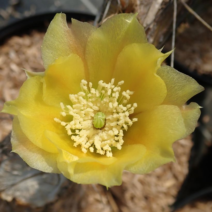 Opuntia angustata - Cactus raquette (Flowering)