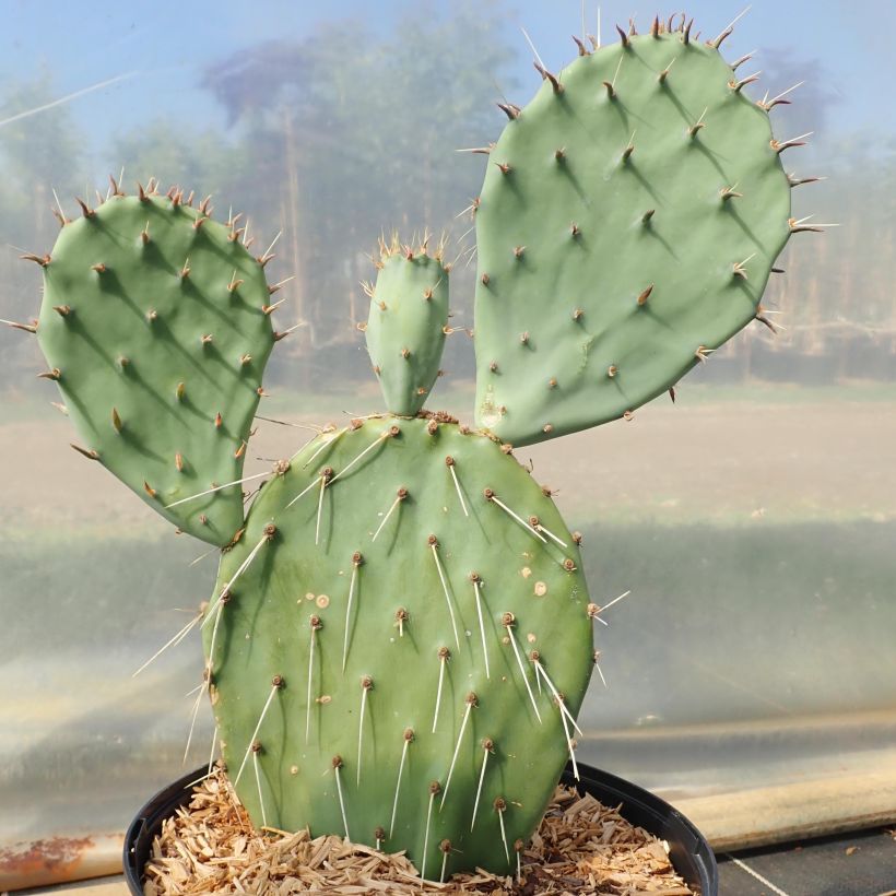 Opuntia angustata - Cactus raquette (Plant habit)