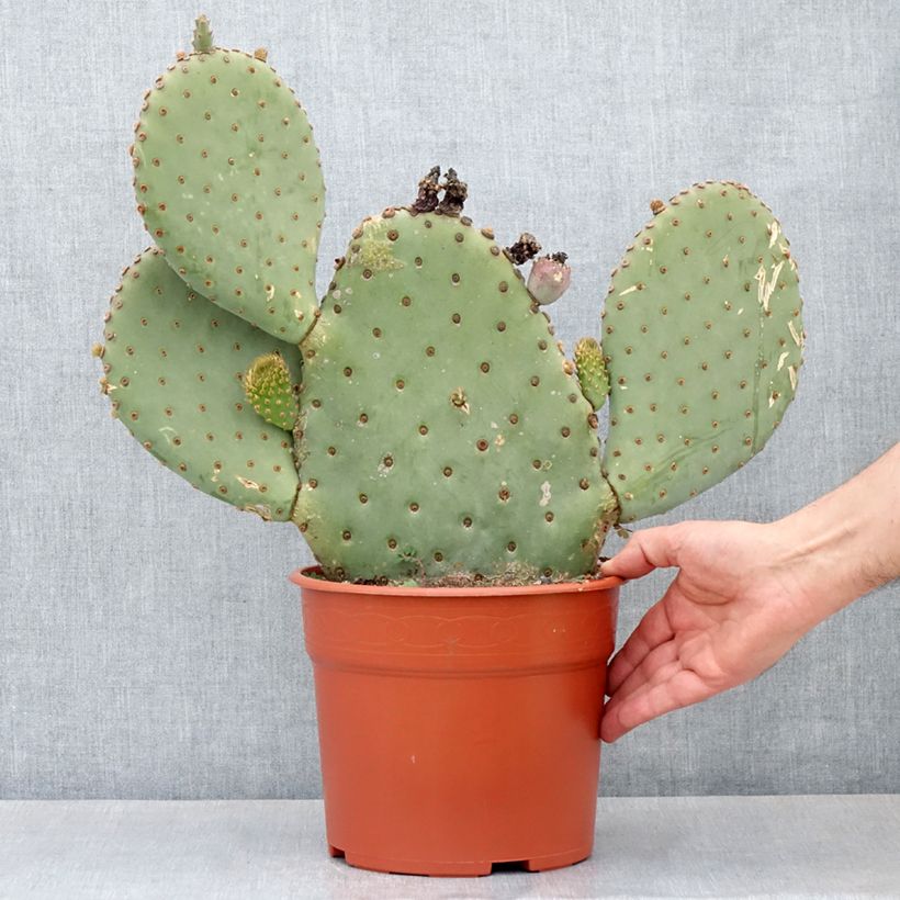 Spécimen de Opuntia basilaris - Cactus raquette Pot de 4L/5L, 40/50 diamètre tel que livré au printemps