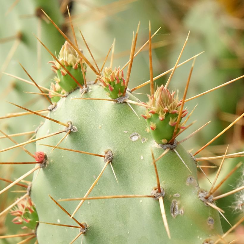 Opuntia bergeriana - Cactus raquette (Foliage)
