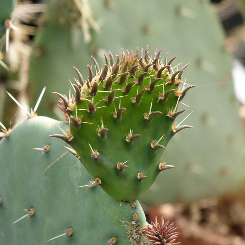 Opuntia discata - Cactus raquette (Foliage)