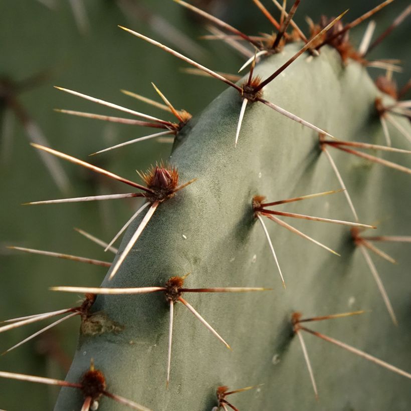Opuntia dulcis - Cactus raquette (Feuillage)
