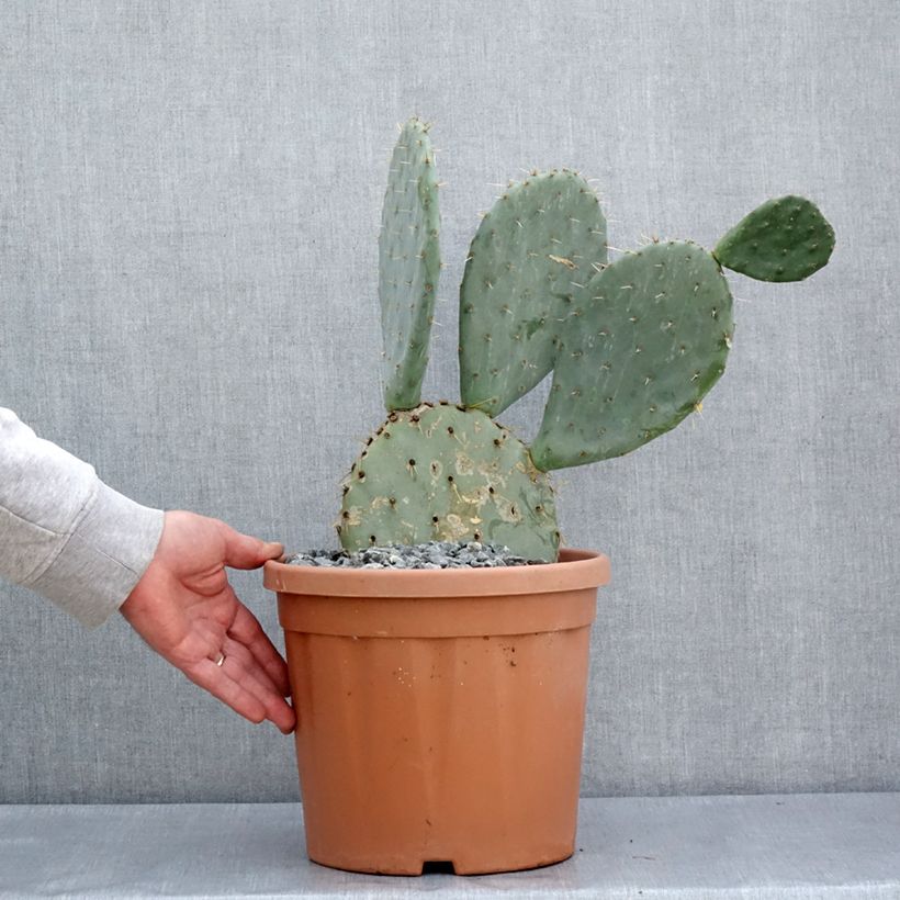 Spécimen de Opuntia engelmannii  Belen - Cactus raquette Pot de 4L/5L tel que livré au printemps