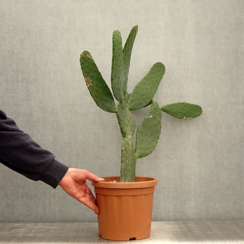 Example of Opuntia engelmannii var. linguiformis - Oponce Pot de 4L/5L as you get in printemps