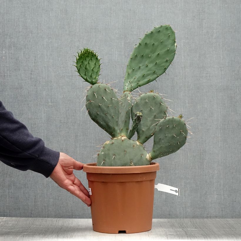 Spécimen de Opuntia gregoriana - Oponce Pot de 4L/5L tel que livré en été