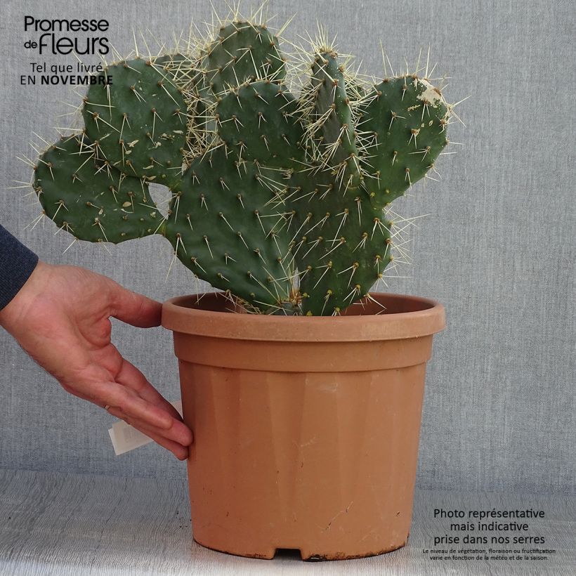 Spécimen de Opuntia howeyi - Cactus raquette Pot de 4L/5L tel que livré en automne