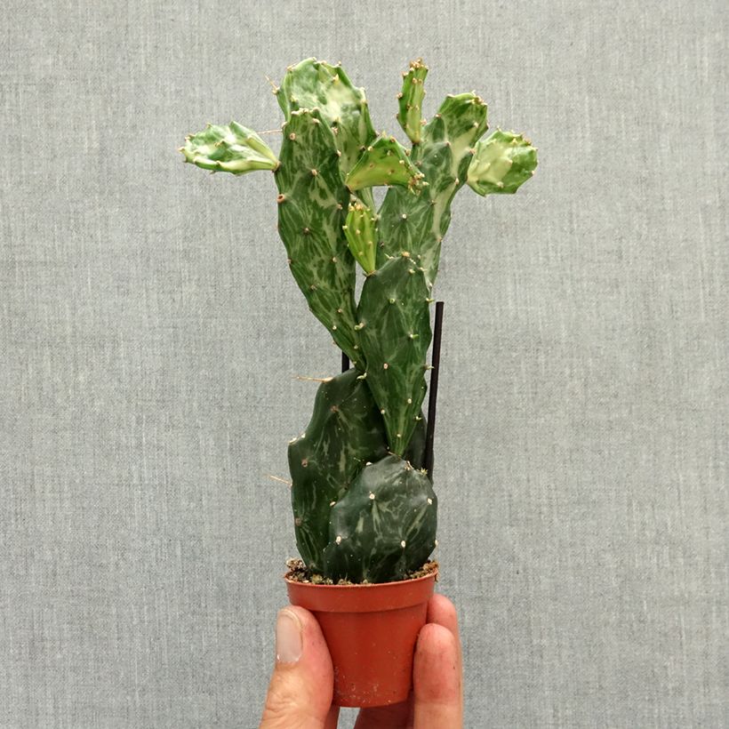 Spécimen de Opuntia jamaicensis Ghost - Cactus raquette Mini-plante tel que livré au printemps