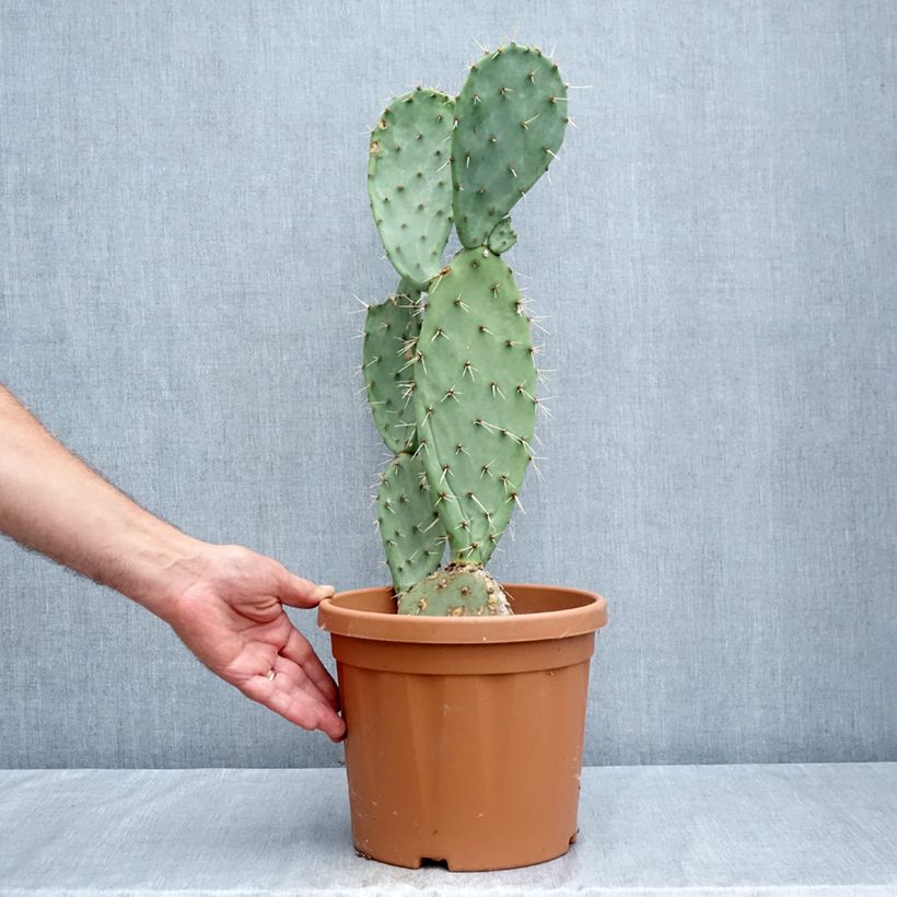 Spécimen de Opuntia laevis - Cactus raquette Pot de 4L/5L tel que livré en été