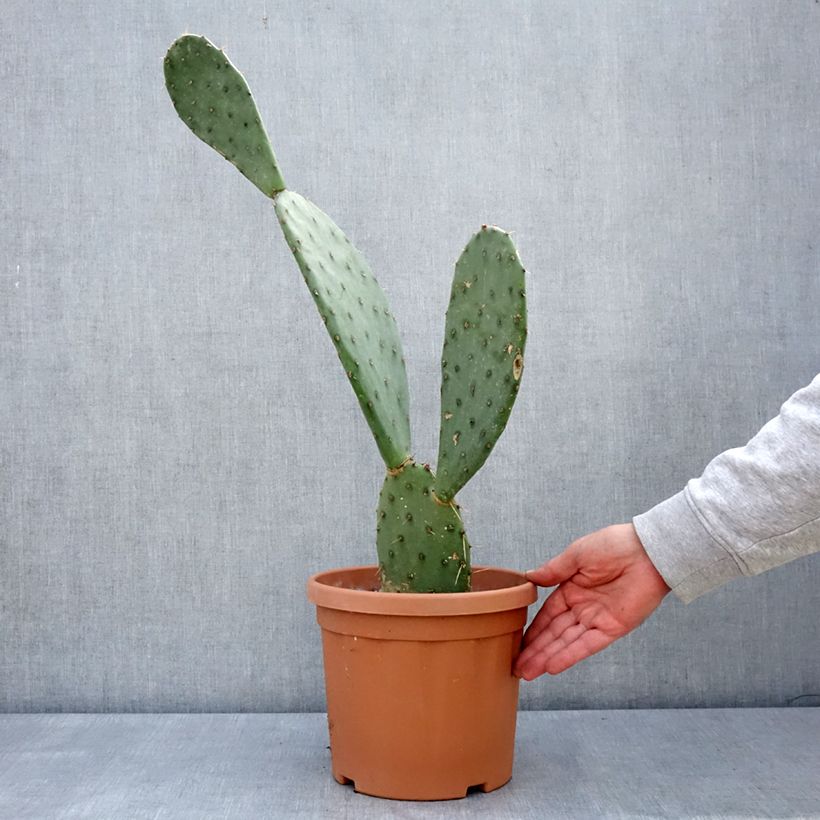 Spécimen de Opuntia laevis - Cactus raquette Pot de 4L/5L tel que livré au printemps