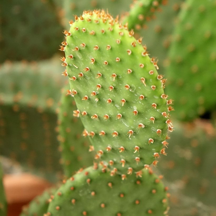 Opuntia lubrica - Cactus raquette (Feuillage)