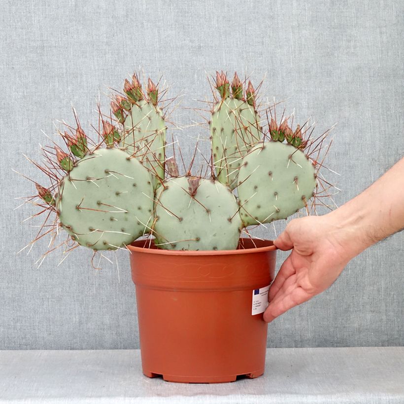 Spécimen de Opuntia macrocentra - Cactus raquette Pot de 4L/5L, 25/35 diamètre tel que livré au printemps