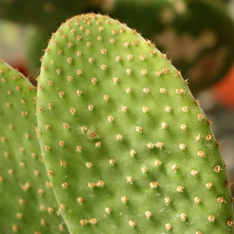 Opuntia microdasys Caress - Cactus raquette (Feuillage)