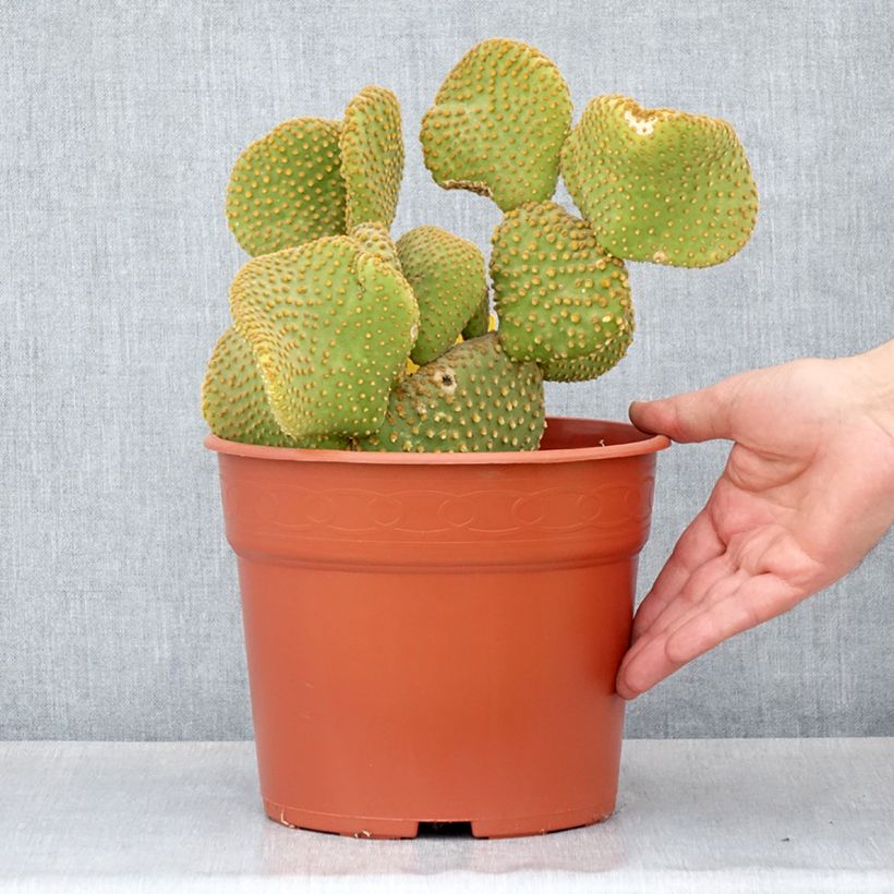 Spécimen de Opuntia microdasys Undulata - Cactus raquette Pot de 4L/5L, 20/25 diamètre tel que livré au printemps