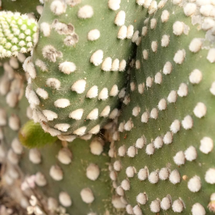 Opuntia microdasys var. albispina - Cactus raquette (Feuillage)