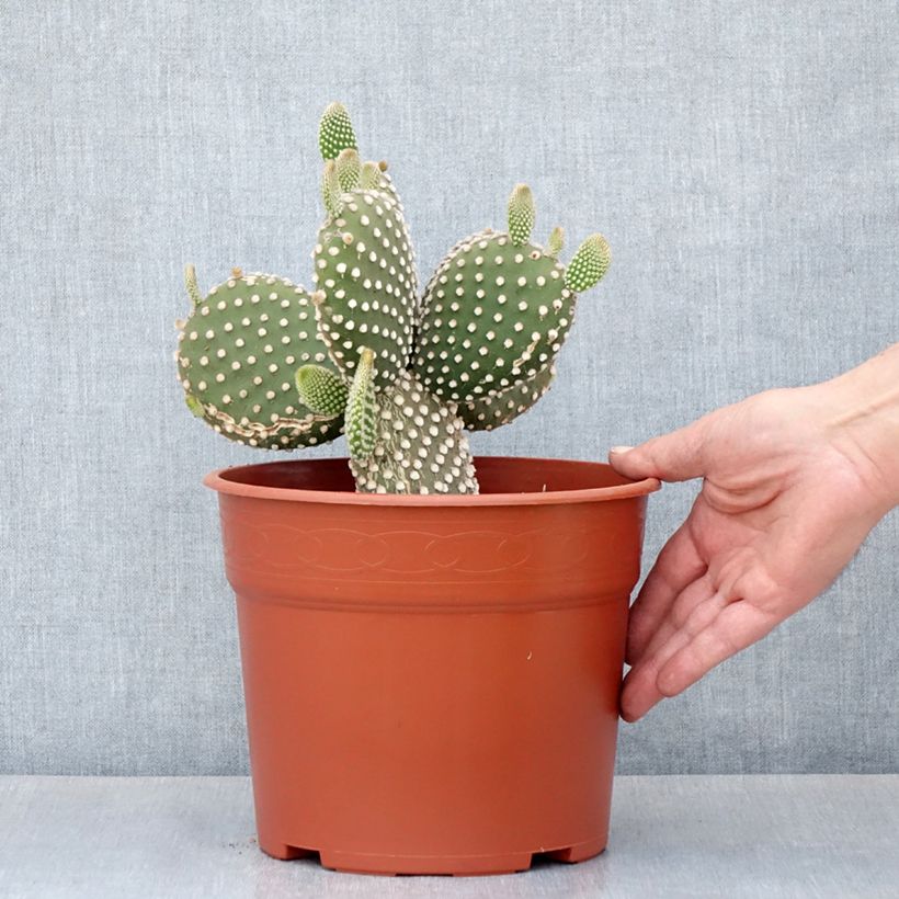 Spécimen de Opuntia microdasys var. albispina - Cactus raquette Pot de 4L/5L, 20/25 diamètre tel que livré au printemps