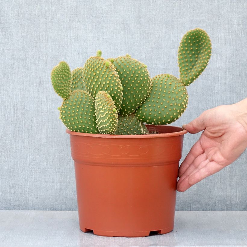 Spécimen de Opuntia microdasys var. pallida - Cactus raquette Pot de 4L/5L, 25/30 diamètre tel que livré au printemps
