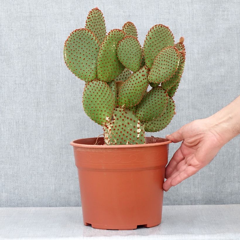 Spécimen de Opuntia microdasys var. rufida - Cactus raquette Pot de 4L/5L, 25/30 diamètre tel que livré au printemps