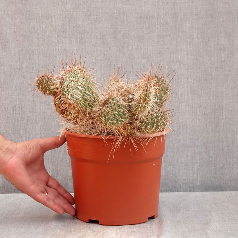 Spécimen de Opuntia polyacantha - Cactus raquette Pot de 4L/5L, 25/30 diamètre tel que livré en été