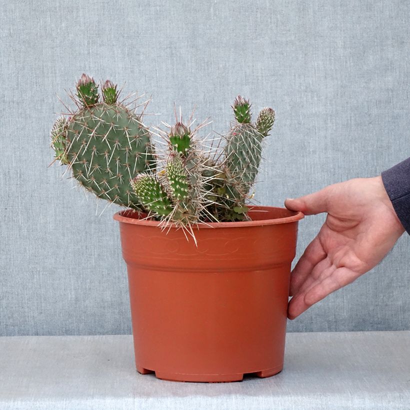 Spécimen de Opuntia polyacantha - Cactus raquette Pot de 4L/5L, 25/30 diamètre tel que livré au printemps