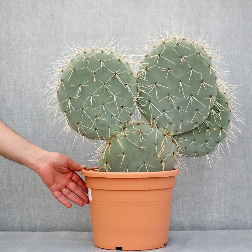 Spécimen de Opuntia robusta - Cactus raquette Pot de 7,5L/10L, 40/50 diamètre tel que livré au printemps