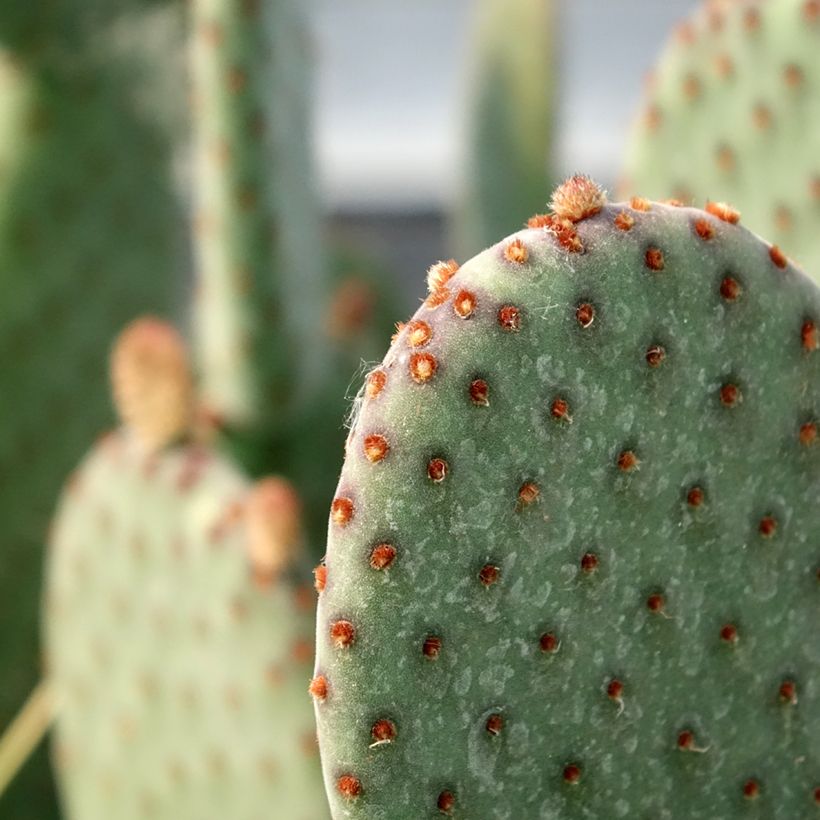 Opuntia rufida - Cactus raquette (Foliage)