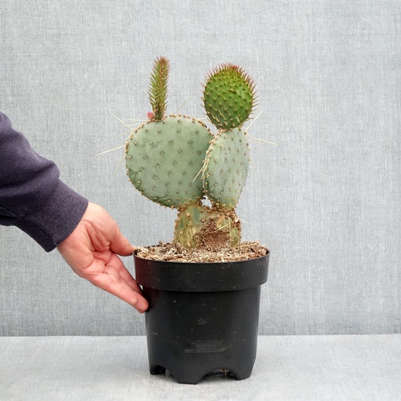 Spécimen de Opuntia santa-rita - Cactus raquette Pot de 3L/4L tel que livré au printemps