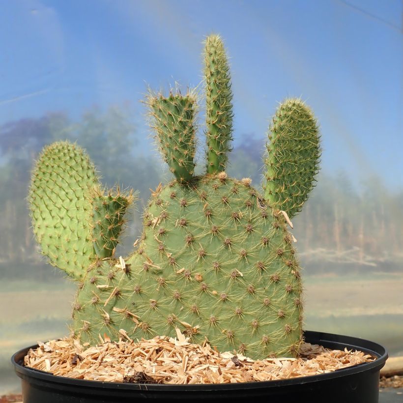 Opuntia scheeri - Cactus raquette (Plant habit)