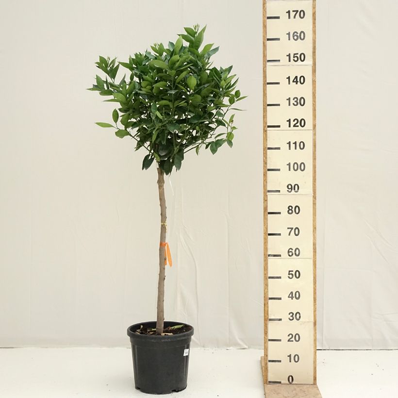 Spécimen de Oranger - Citrus sinensis Pot de 18L/20L, Demi-Tige, Tige de 90 cm 8/10 tel que livré au printemps