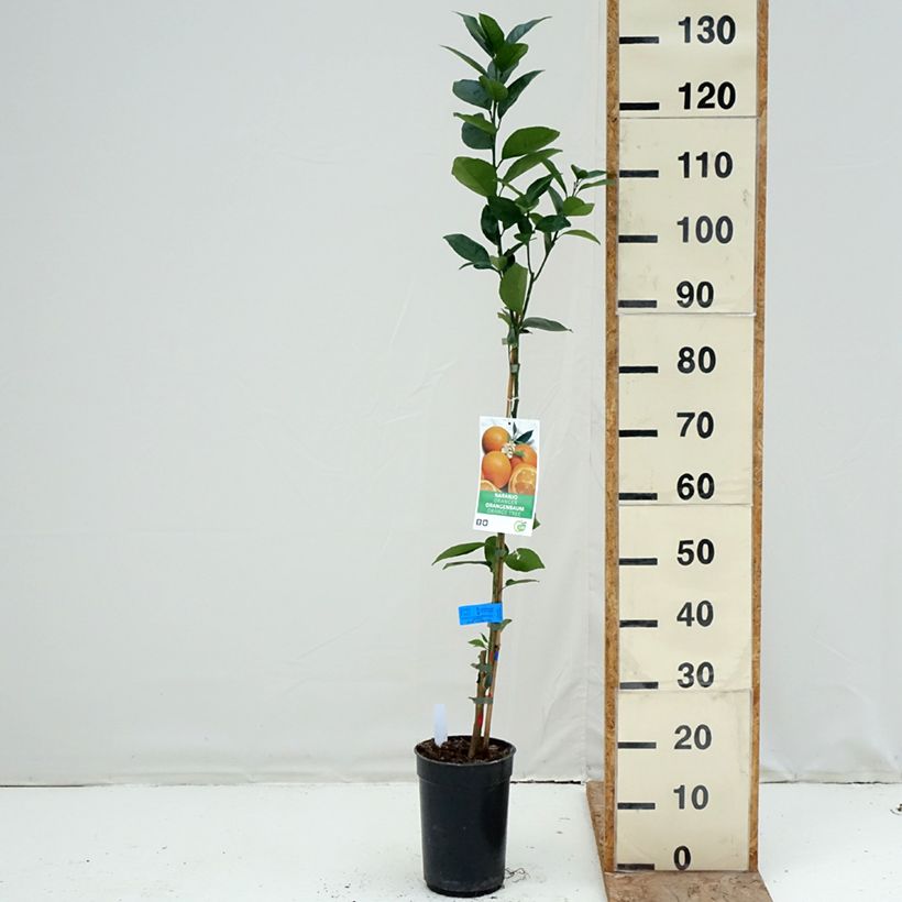 Spécimen de Oranger - Citrus sinensis Pot de 3L/4L, Touffe tel que livré en hiver