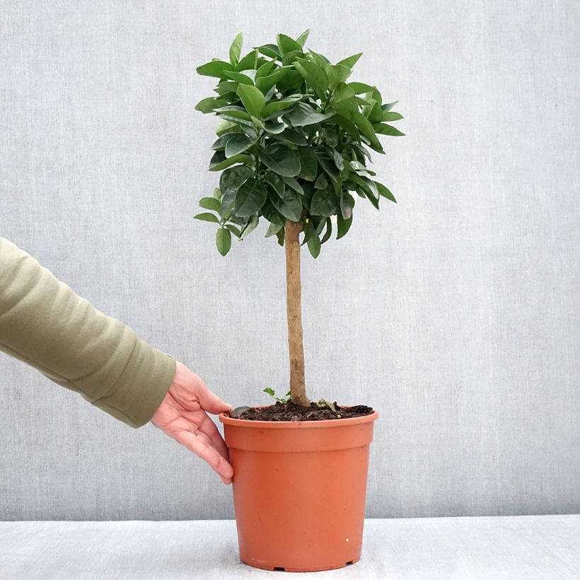 Spécimen de Oranger - Citrus sinensis Pot de 4L/5L, 1/4 de tige tel que livré en hiver