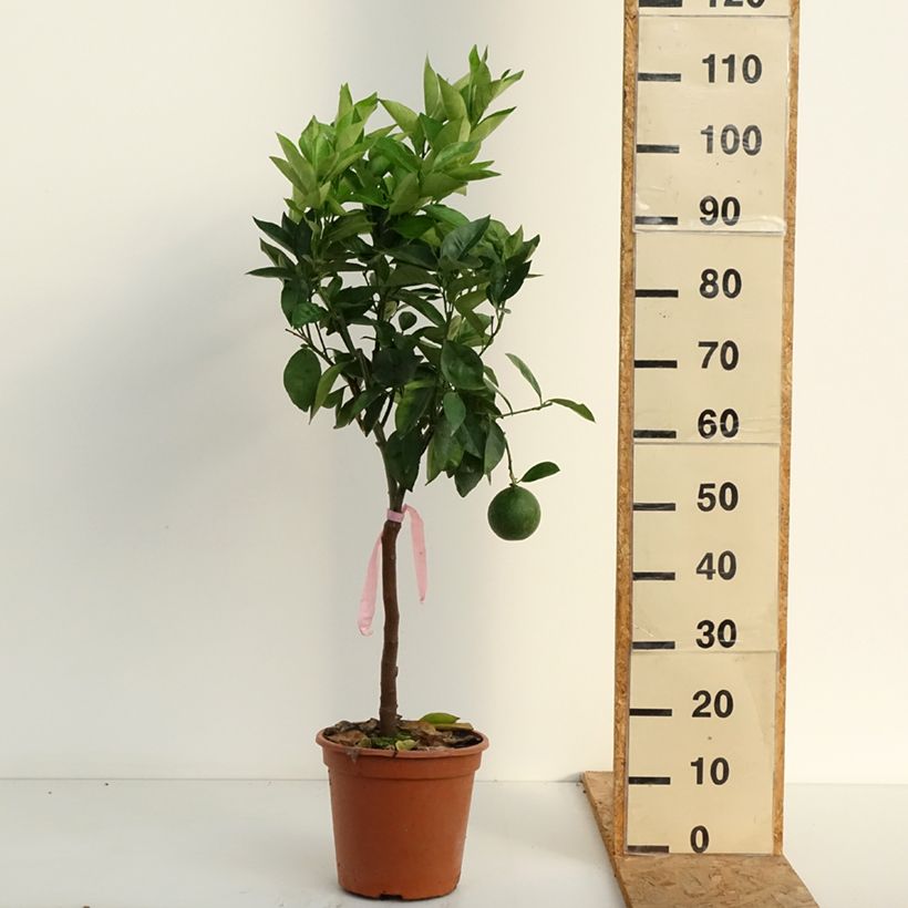 Spécimen de Oranger - Citrus sinensis Pot de 4L/5L, 1/4 de tige tel que livré en été