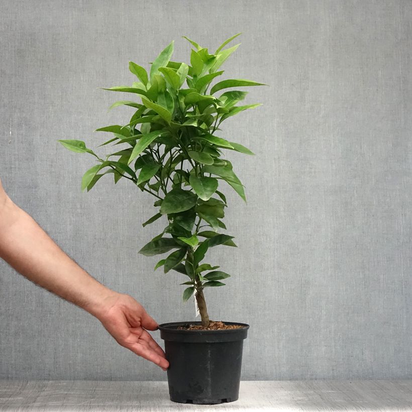 Spécimen de Oranger - Citrus sinensis Washington Navel  Pot de 4L/5L, 1/4 de tige tel que livré en été