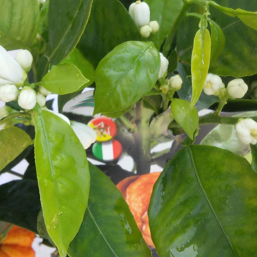 Oranger Corrugata - Citrus sinensis x aurantium (Feuillage)