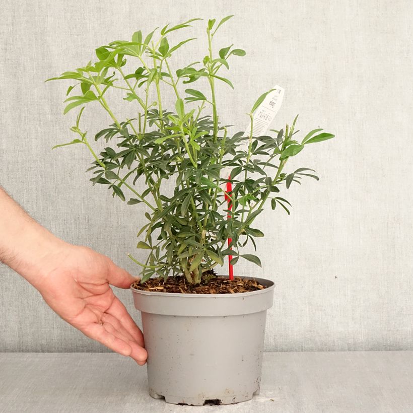 Spécimen de Oranger du Mexique Green Fingers - Choisya ternata Pot de 2L/3L tel que livré au printemps