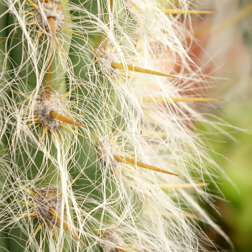 Oreocereus leucotrichus - Cactus cierge (Feuillage)