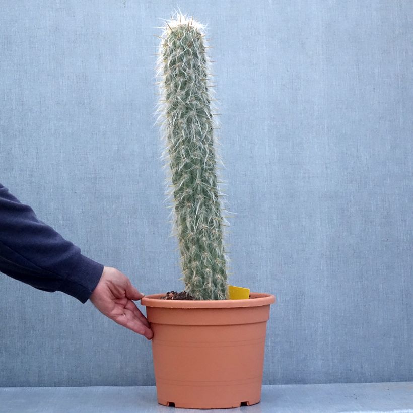 Spécimen de Oreocereus leucotrichus - Cactus cierge Pot de 12L/15L tel que livré au printemps