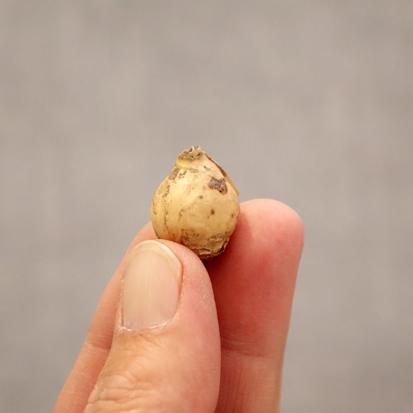 Spécimen de Ornithogale Namib Sun Bulbe calibre 5+ tel que livré au printemps