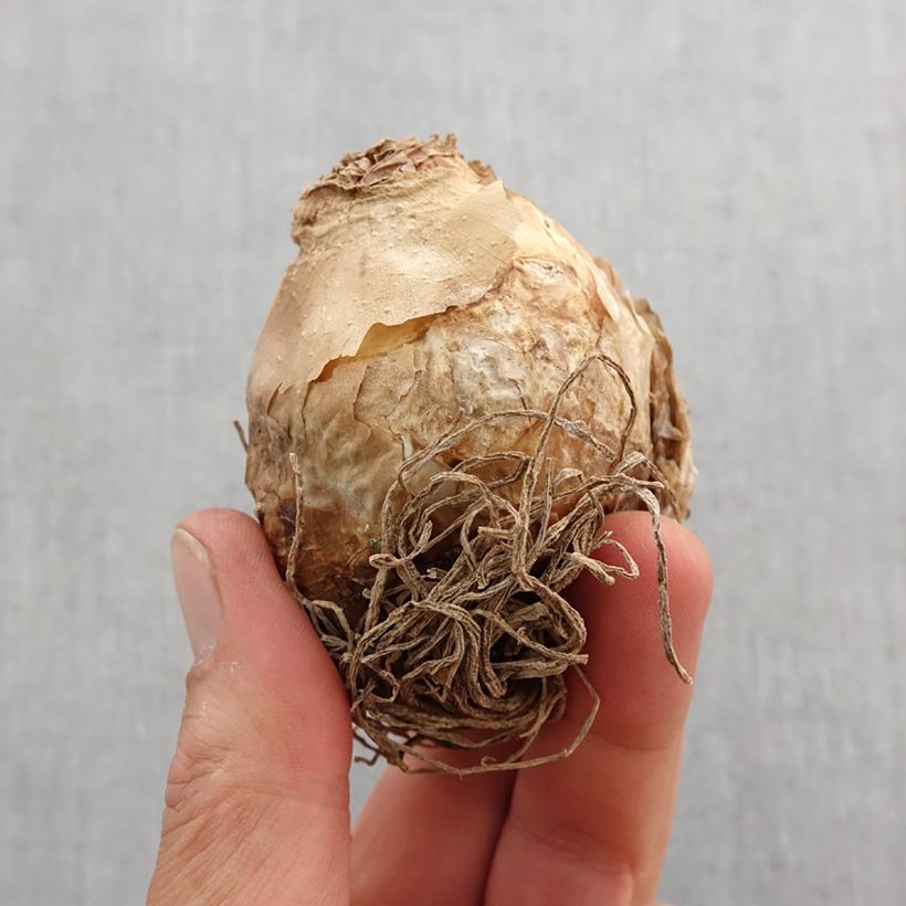 Spécimen de Ornithogale saundersiae - Etoile de Bethléem Bulbe calibre 18+ tel que livré au printemps