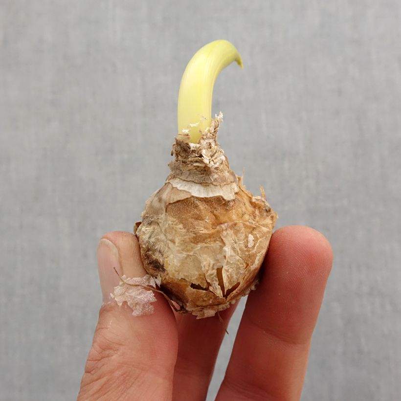 Example of Ornithogalum arabicum - Étoile de Bethléem Bulbe calibre 12+ as you get in printemps