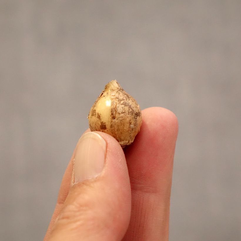 Spécimen de Ornithogalum balansae - Ornithogale Bulbe calibre 5+ tel que livré au printemps