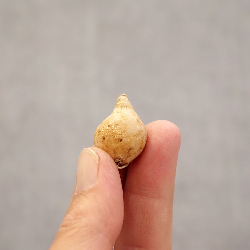 Example of Ornithogalum nutans - Ornithogale penché Bulbe calibre 6+ as you get in printemps