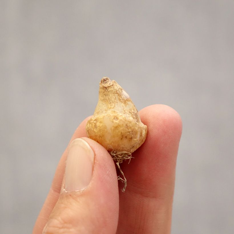 Example of Ornithogalum oligophyllum White Trophy - Ornithogale Bulbe calibre 6+ as you get in printemps