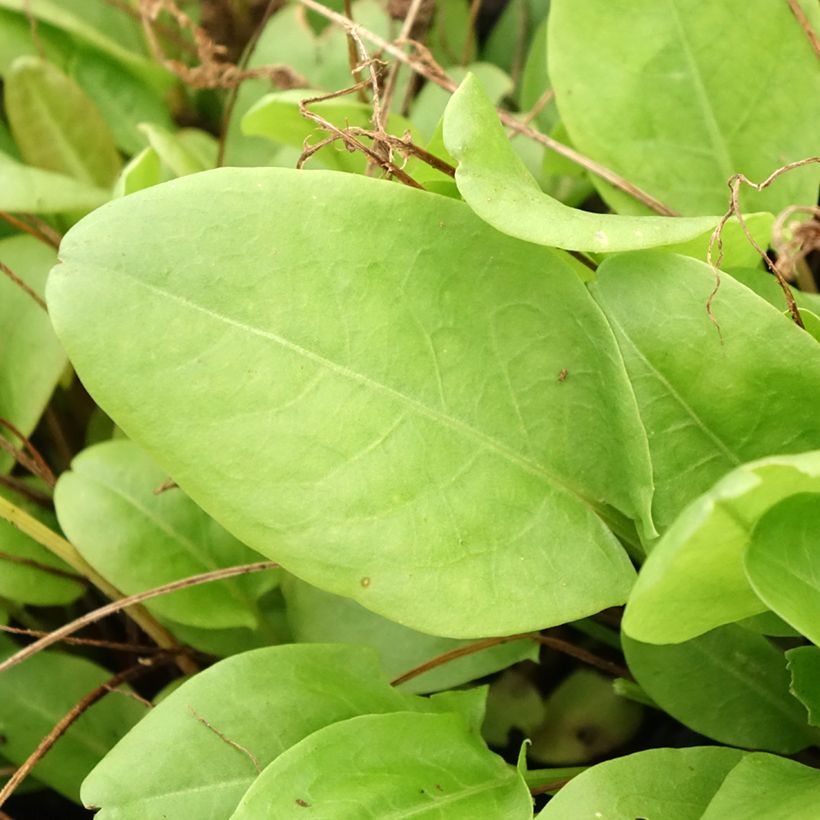 Oseille douce - Rumex scutatus en plants (Feuillage)